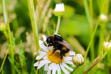 Hummel auf Blume