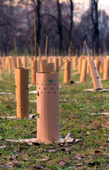 Fototapeta premium new trees were planted in the Pellerina park protected by biodegradable cardboard
