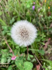 Dandelion flower very fluffy in summer, white ball, macro photo