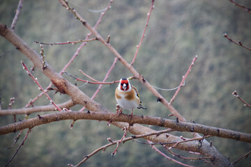 European goldfinch with sunflower seed