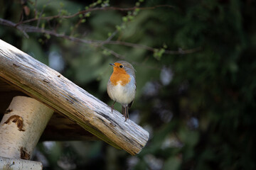 Rotkehlchen auf Futterhausdach