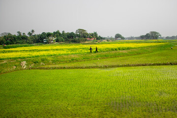 The agricultural field