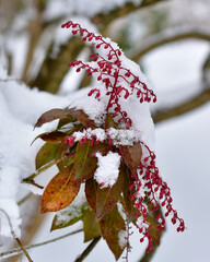 Snow-covered branch of Pieris japonica in the garden
