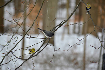 Two American Goldfinches and a Dark-eyed Junco sharing a branch in winter