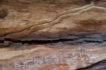 texture of natural tree bark in brown shades