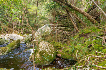 Floresta com musgos e cachoeira na Chapada Diamantina, Bahia