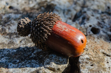 an oak acorn ripe with a cap lies on a stone