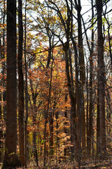 Sunny day in the November woods
