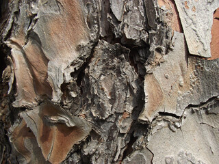 texture of natural tree bark in brown shades