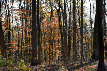 Autumn sunlight streaming through the November woods