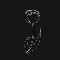 tulip line art vector illustration. Botanical illustration