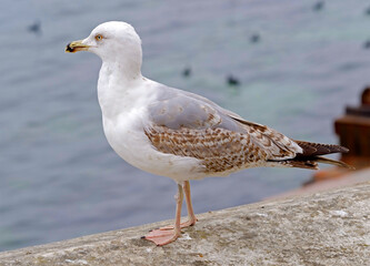 White and grey seagull