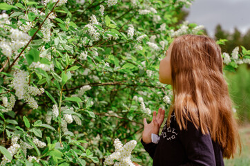 Little girl 6 years old with long hair in the garden sniffing white flowers of bird cherry. Spring bloom concept.