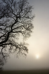 Kahle Eiche im Nebel, Baumbestattung, Waldfriedhof
