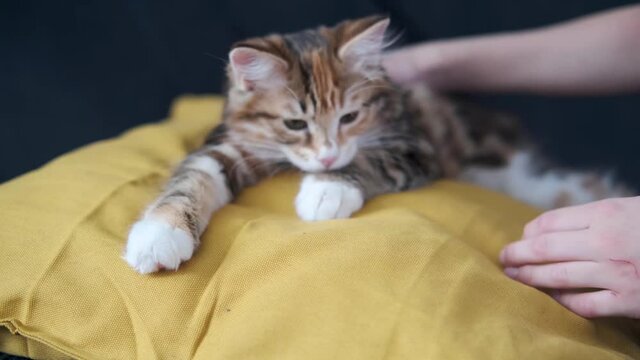4k. Boy pet young kurilian bobtail kitten lying on the pillow