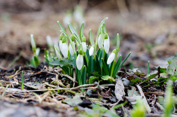 White Snowdrops. Early Flowers. Galanthus. Plants in the garden in early spring