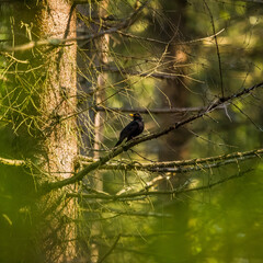 A beautiful common blackbird sitting on the branch in forest. Springtime scenery of woodlands with a bird. Spring scenery of Northern Europe.
