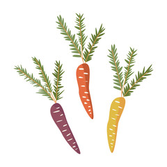 Vector clipart of eco vegetables. Organic colored orange, yellow and purple carrots. Vector illustration isolated on white.