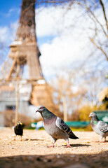 Pigeon parisien au Champs de Mars