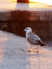 sea gull chick in the light of the setting sun.