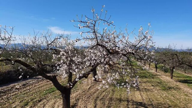 Walking through beautiful blossoming almond tree landscape in Catalunya, Spain