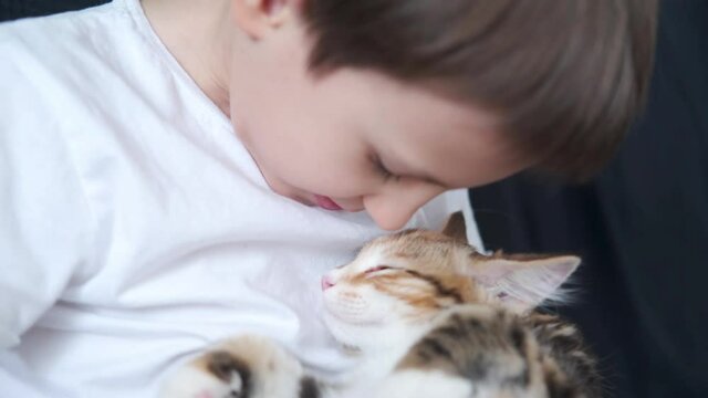 4k. Happy boy holding young kurilian bobtail kitten with love