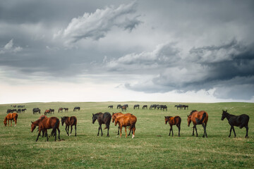 Fototapeta premium a herd of horses grazing on the plain in a thunderstorm. Landscape with animals