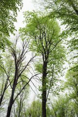 tree with green leaves in spring, lush forest detail
