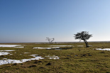 Lone trees in a wide grassland