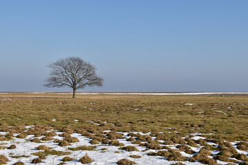 Alone tree in a wide grassland