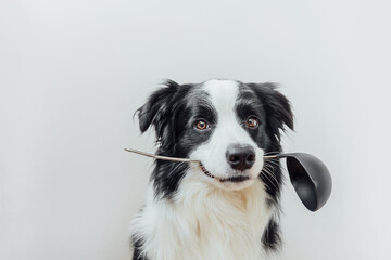 Naklejka na ściany i meble Funny portrait of cute puppy dog border collie holding kitchen spoon ladle in mouth isolated on white background. Chef dog cooking dinner. Homemade food, restaurant menu concept. Cooking process