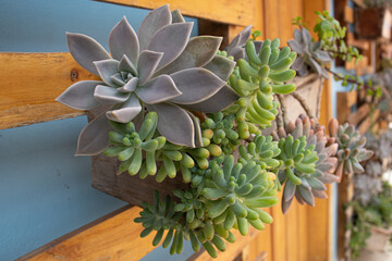 Jardim com plantas suculentas.