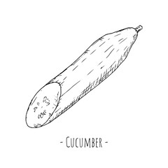 Cucumber. Vector illustration. Isolated object on a white background.
