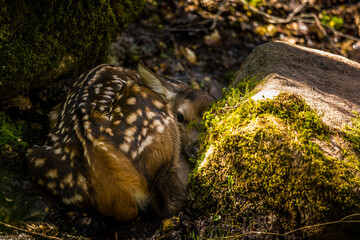 A baby deer fawn hiding on the forest ground. Wild deer child in the natural habitat of Northern Europe.