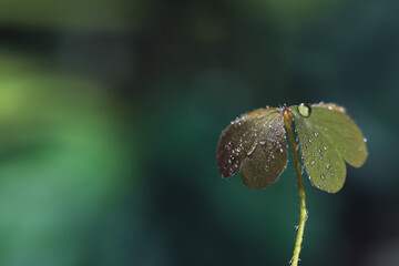 Beautiful green leaves with dew drops on blurred background, space for text