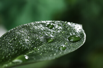 Closeup view of beautiful green leaf with dew drops