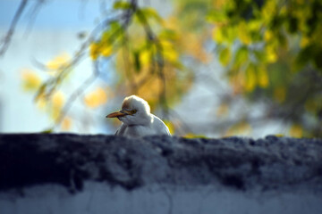 Beautiful picture of white bird hidden from wall. Selective Focus On Subject