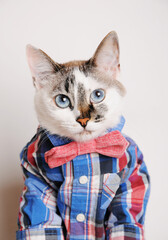 Cute blue eyed cat dressed in checkered shirt and bow tie. Close-up portrait shot