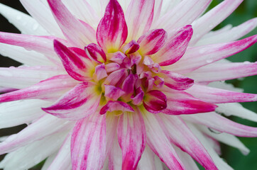 dstock-images dahlia white and pink
