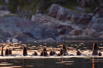 USA, Alaska, Steller Sea Lions (Eumetopias jubatus) gather at edge of haul out along Frederick Sound on summer evening.