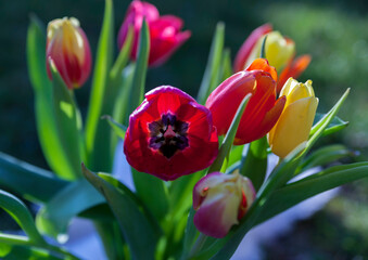 A bouquet of colourful tulip flowers with green leaves on sunny spring day.
