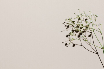 White small flowers over beige pastel background with trendy shadow and sunlight. Minimal summer template with copy space. Flat lay, top view.