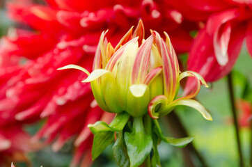 dstock-images flower red and yellow dahlia