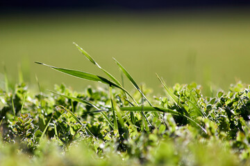 new grass