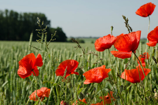 dstock-images