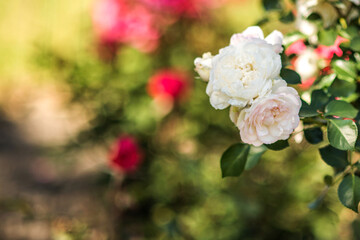 Beautiful bush of white and red spring roses on a background of green grass on a sunny day.