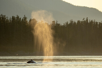 USA, Alaska, Sunlit mist hangs in air above spouting Humpback Whales(Megaptera novaeangliae) while surfacing to breathe in Frederick Sound near Kupreanof Island