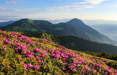 The bushes of pink rhododendron flowers on the mountain hill. Morning landscape with beautiful sky and clouds. A nice summer day. Wallpaper colorful background. Location Carpathian, Ukraine, Europe.