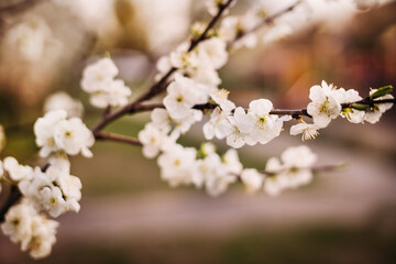 A very gentle photo of a blossoming branch of a cherry apple tree in spring.
