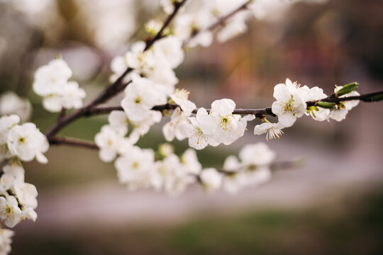 Beautiful soft focus spring cherry branch on the tree, close-up.